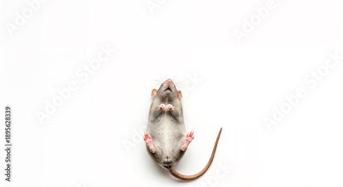 A cute gray mouse lying on its back with paws up on a white background.