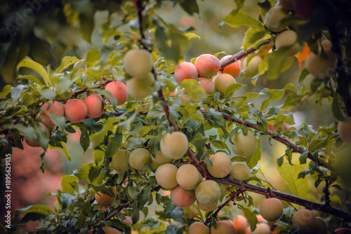Plum tree with juicy fruits harvest close-up on sunset light. Fruits growing on a tree in Europe