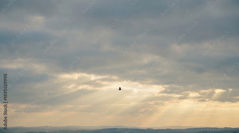 Fototapeta premium silhouette of a bird flying