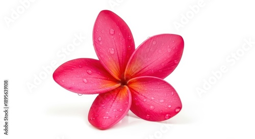 Elegant Pink Plumeria Blossom with Delicate Water Droplets.