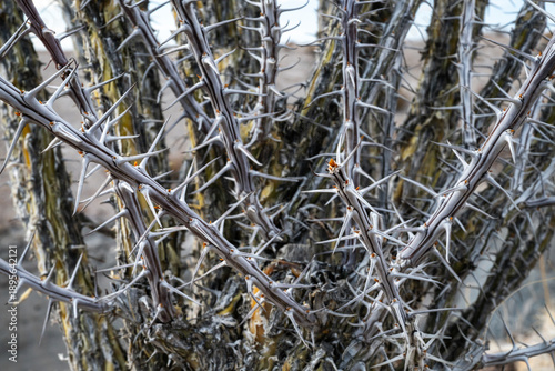 Billede på lærred Long Gray Thorns On Ocotillo Plant
