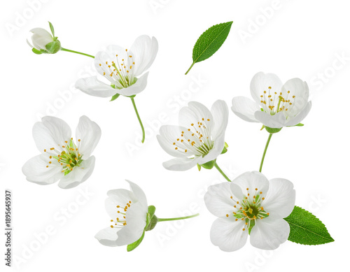 Floating White Musk Blossoms with Loose Petals, Minimal Botanical Concept, isolated on transparent background