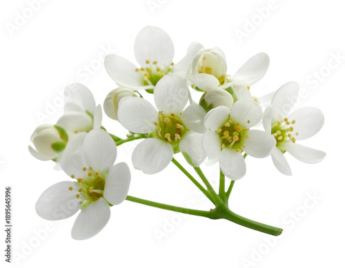 White Musk Blossom Flowers Rising Upward in Soft Bloom, isolated on transparent background