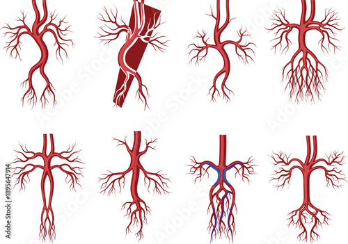 Detailed medical illustration of human blood vessels and artery branching structures, anatomical vascular system diagram for healthcare education and scientific reference