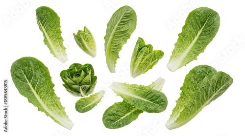 fresh romaine lettuce leaves scattered in a dynamic pattern against a dark background, studio shot, overhead view.
