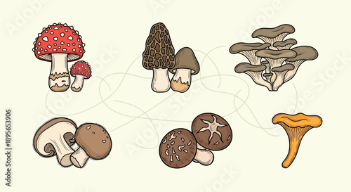 Variety of Edible and Poisonous Mushrooms Drawn in Cartoon Style Illustration for Education