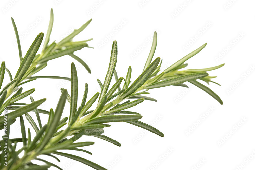 Fototapeta premium Close-up of fresh green rosemary herb sprigs with delicate leaves, showcasing the plant's aromatic foliage and culinary potential, isolated on white background.