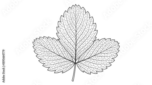 Detailed illustration of a leaf with visible veins