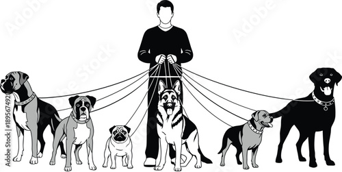 Dog walker illustration with man holding multiple dogs on leashes, pet care service concept showing different dog breeds, animal walking, training, and professional pet lifestyle design