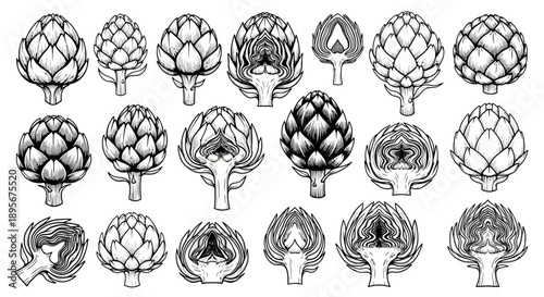 Artichoke Sketches: Botanical Vintage Illustration