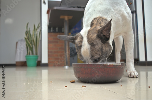 pitbull dog consuming meal interior space photographed floor level conveying trust discipline healthy lifestyle, patient and eagerly to eat