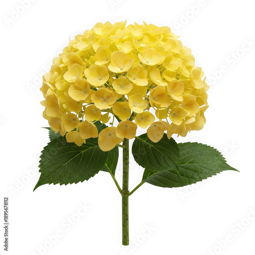A vibrant yellow hydrangea bloom isolated for design use on transparent background