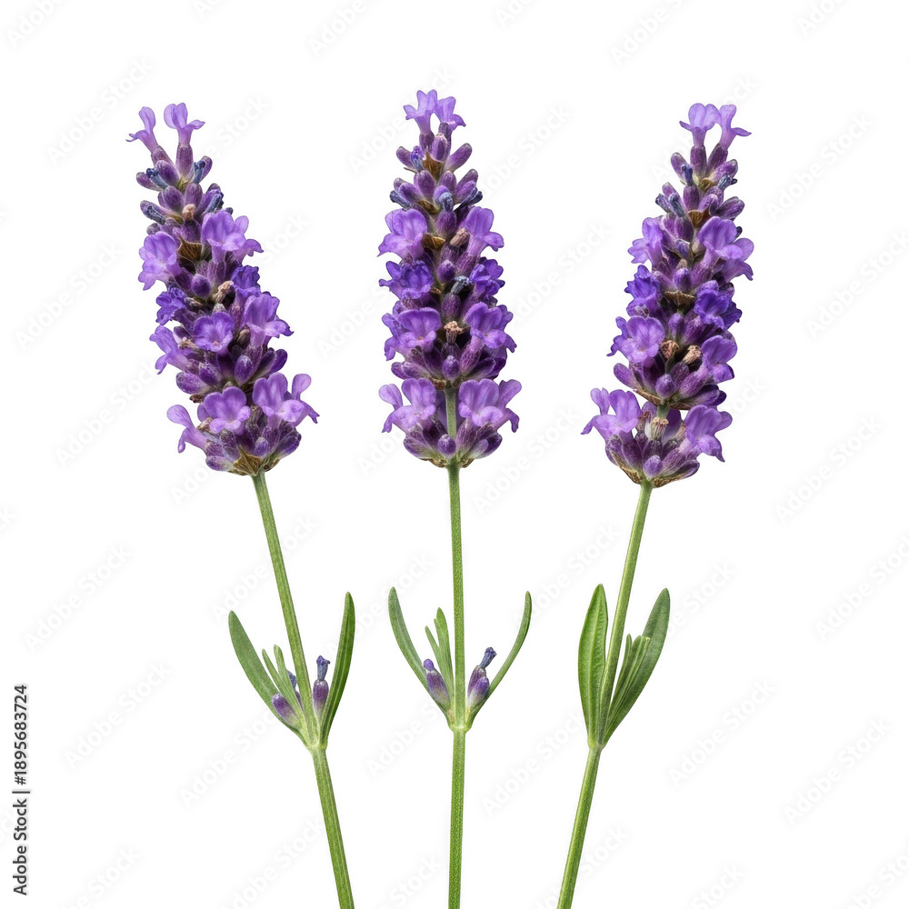 Obraz premium Three lavender flowers isolated on transparent background