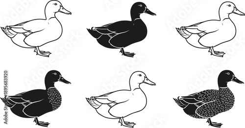 Quadro em tela Black and white vector illustration set of mallard ducks in various styles inclu