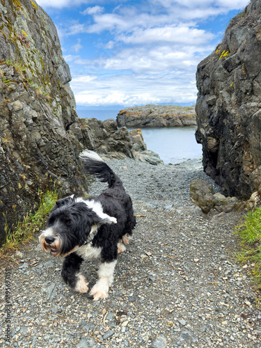 Dog running by the sea on Vancouver Island, British Columbia, Canada
