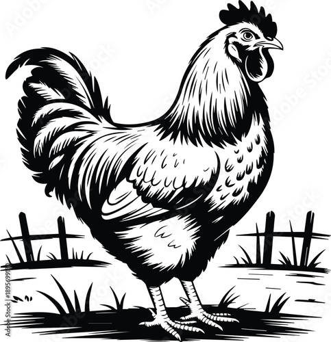 rooster farm animal vintage engraving vector illustration