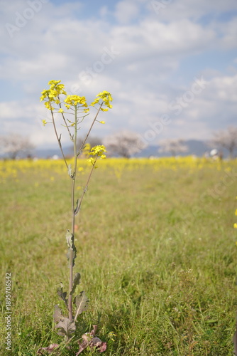 菜の花のクローズアップと淡いピンクの桜のボケ
