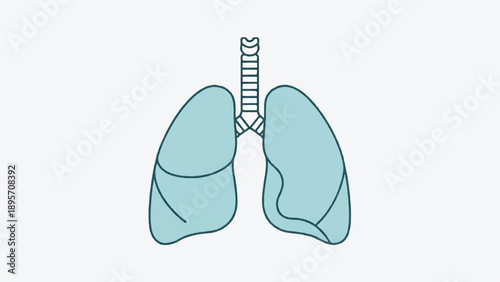 Illustration of human lungs showing airway structure and lobes for medical science.