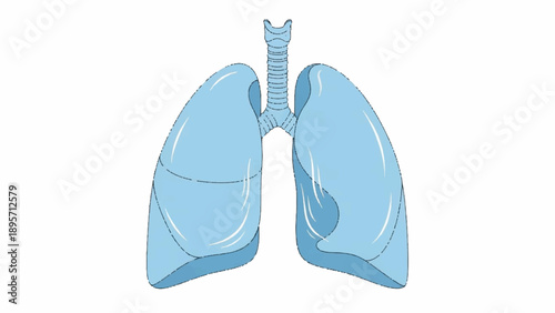 Detailed illustration of blue human lungs highlighting airways and respiratory structures.