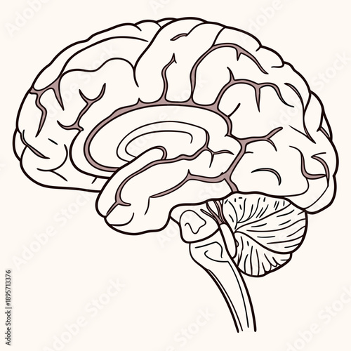 Vibrant vector illustration of human brain anatomy, presenting the organ's structure and key regions in a clear, educational format.