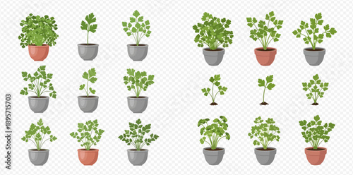 Set of potted parsley plants in various growth stages, from seedling to mature herb, isolated on transparent background.