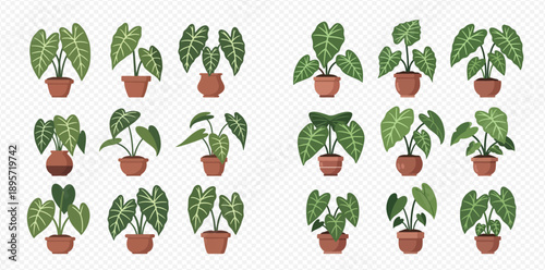 Set of potted alocasia plants, featuring various shapes and sizes of green leaves, ideal for home decor and indoor gardening concepts.