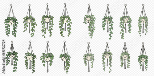 Set of hanging macrame planters with green houseplants, vector illustration.