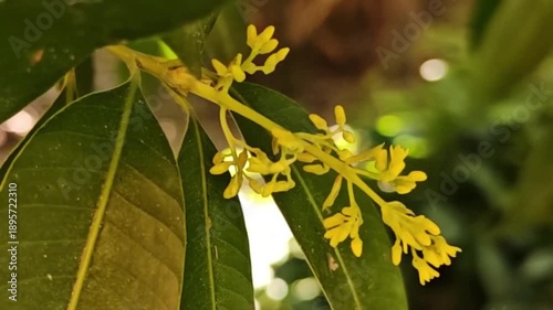 A close-up video of a Marian plum tree in full bloom.