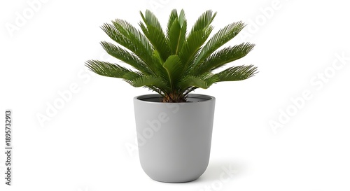 Green sago palm in gray pot isolated on white background
