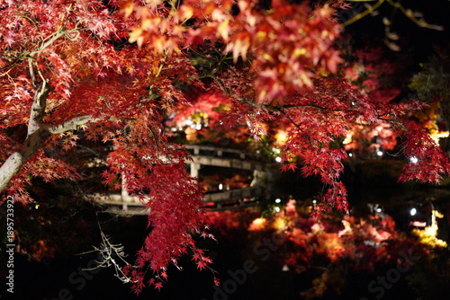 秋の京都 禅林寺（永観堂）の夜間特別拝観 幻想的な紅葉のライトアップ