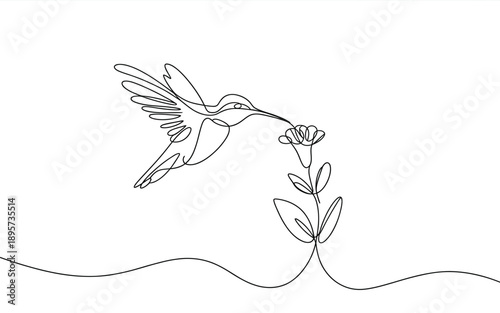 Hummingbird feeding on a flower, single line continuous drawing