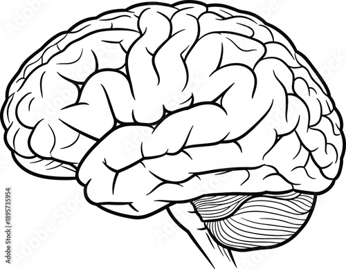Black and white human brain side view illustration, showing cerebral cortex folds, cerebellum structure, and neural anatomy detail