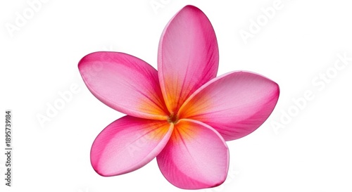 Exquisite Pink Plumeria Blossom - A Tropical Delight in Full Bloom.