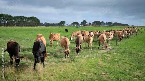 New Zealand Jersey Heifers Fence Line