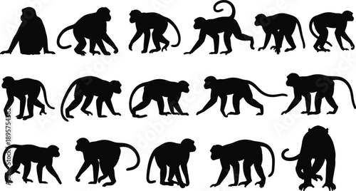 Set of monkey silhouettes in various poses, wild primate animals collection, tropical macaque and chimpanzee vector icons, wildlife nature elements for design,