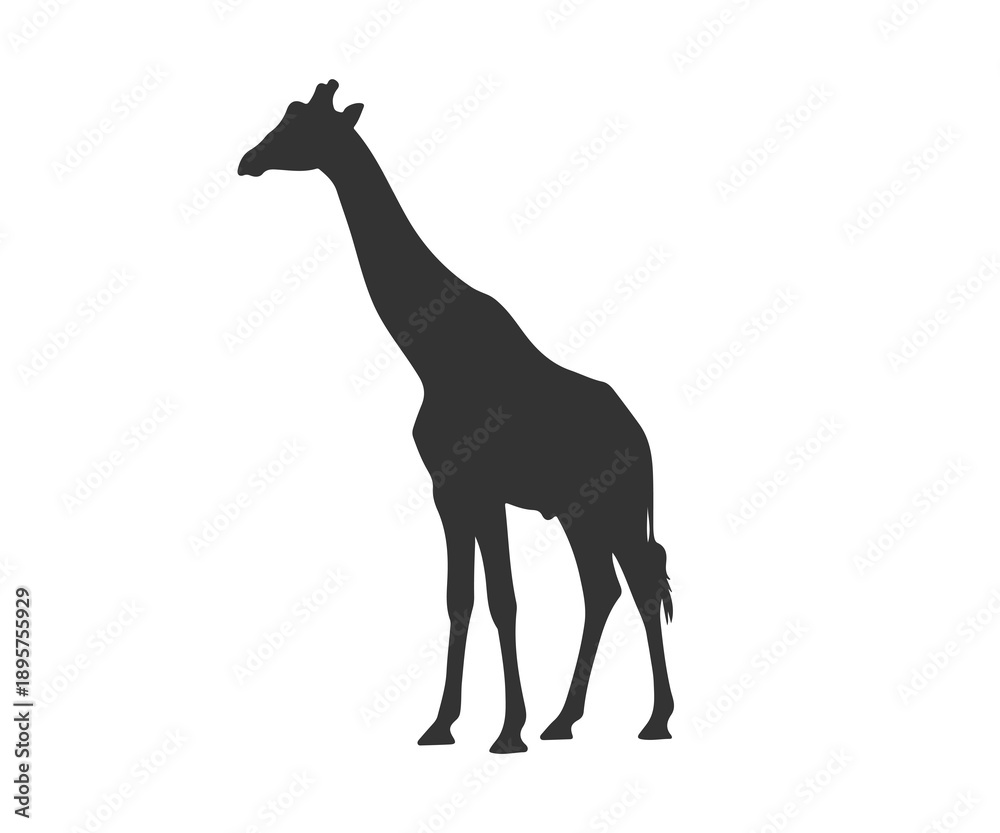 Obraz premium A black silhouette of a giraffe standing alone on a white background
