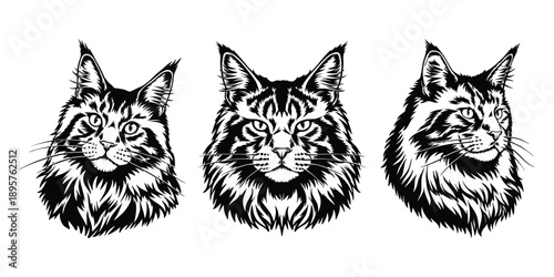 Maine Coon cat head illustration, black and white longhair cat portrait