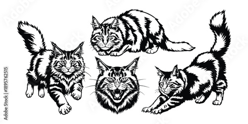 Maine Coon cat illustration, black and white longhair cat art