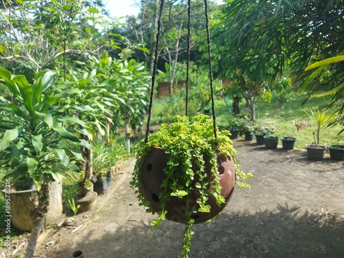 Tableau sur toile Close-up of a hanging potted plant with lush greenery in a serene outdoor garden setting with various potted plants