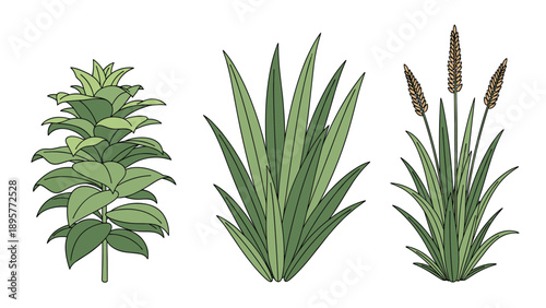 Three distinct green grass and plant clumps including a leafy stalk and a flowering grass species in a detailed illustrative style.