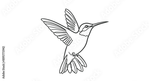 Delicate black and white line art illustration of a hummingbird in flight with wings spread wide and tail feathers fanned out
