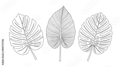 Collection of three monstera deliciosa leaf drawings in vintage hand drawn engraving style on white background.