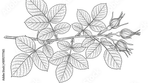 Detailed sketch of a rose branch with leaves and closed flower buds in vintage engraving style on white background.