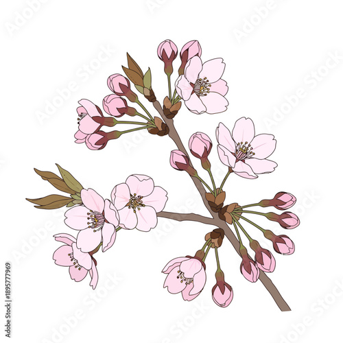 A delicate branch of cherry blossoms with pink flowers and buds illustrated from a close-up viewpoint