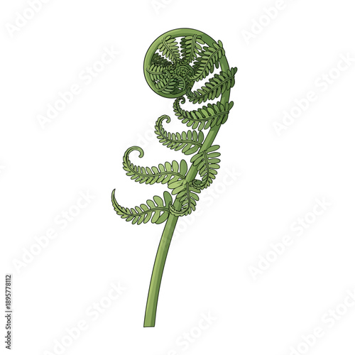 A curled fern frond unfurls from a single stem viewed from the side in a natural environment