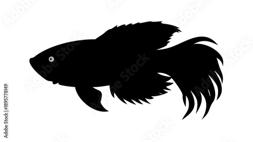 Majestic black betta fish with flowing fins swimming left