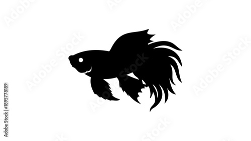 Majestic black betta fish swimming alone in water