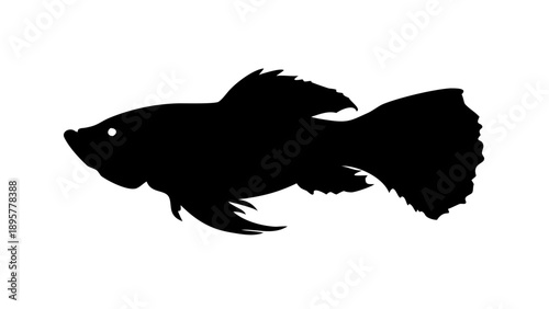 Majestic black fish swimming against clear waters