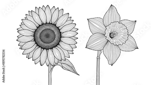 Detailed sunflower and narcissus daffodil blossoms in classic hand drawn engraving style for botanical and floral illustrations.