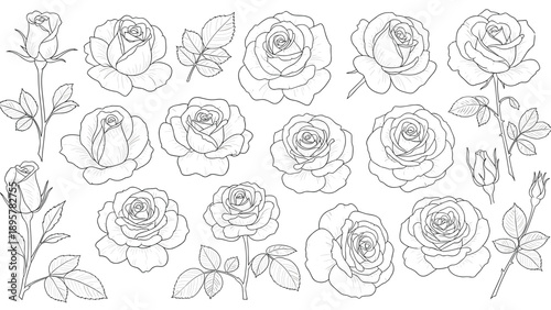 Extensive set of rose flower heads buds and leaves in clean black outline style ideal for patterns coloring pages and floral decor.